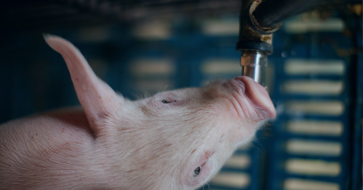 Dosador de medicamentos para suínos: conheça as soluções - a imagem contém um porco bebendo em um dosador