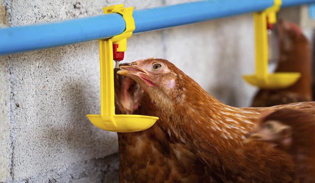 Tratamento de água na avicultura: por que fazer?