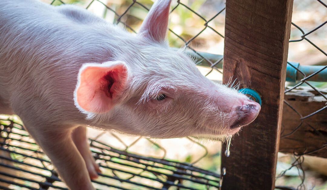 Tecnologia em bombas dosadoras para suinocultura: inovação que impulsiona resultados