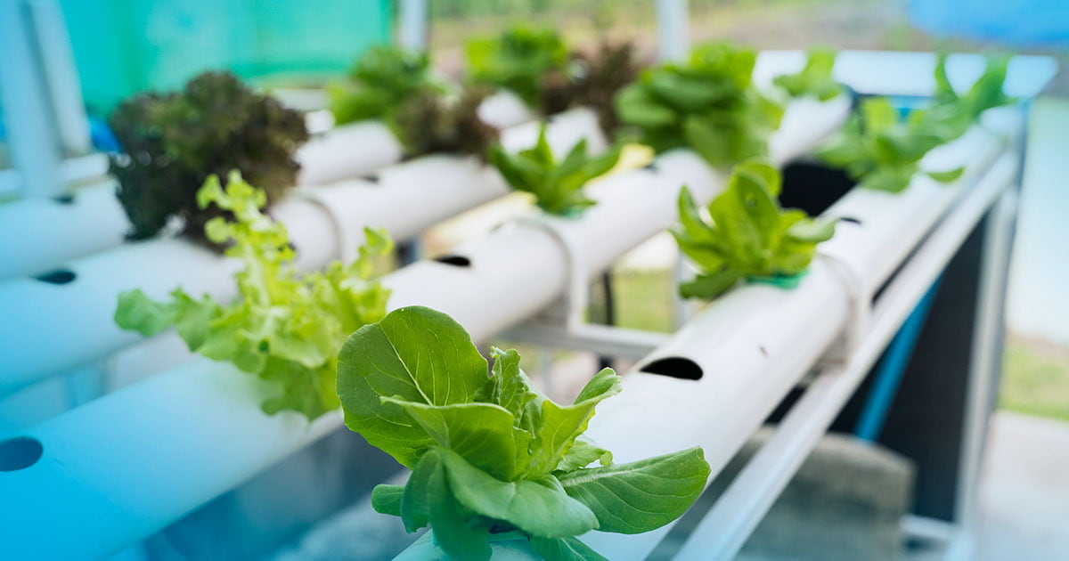 ORP na hidroponia: um indicador vital para melhorar o cultivo
